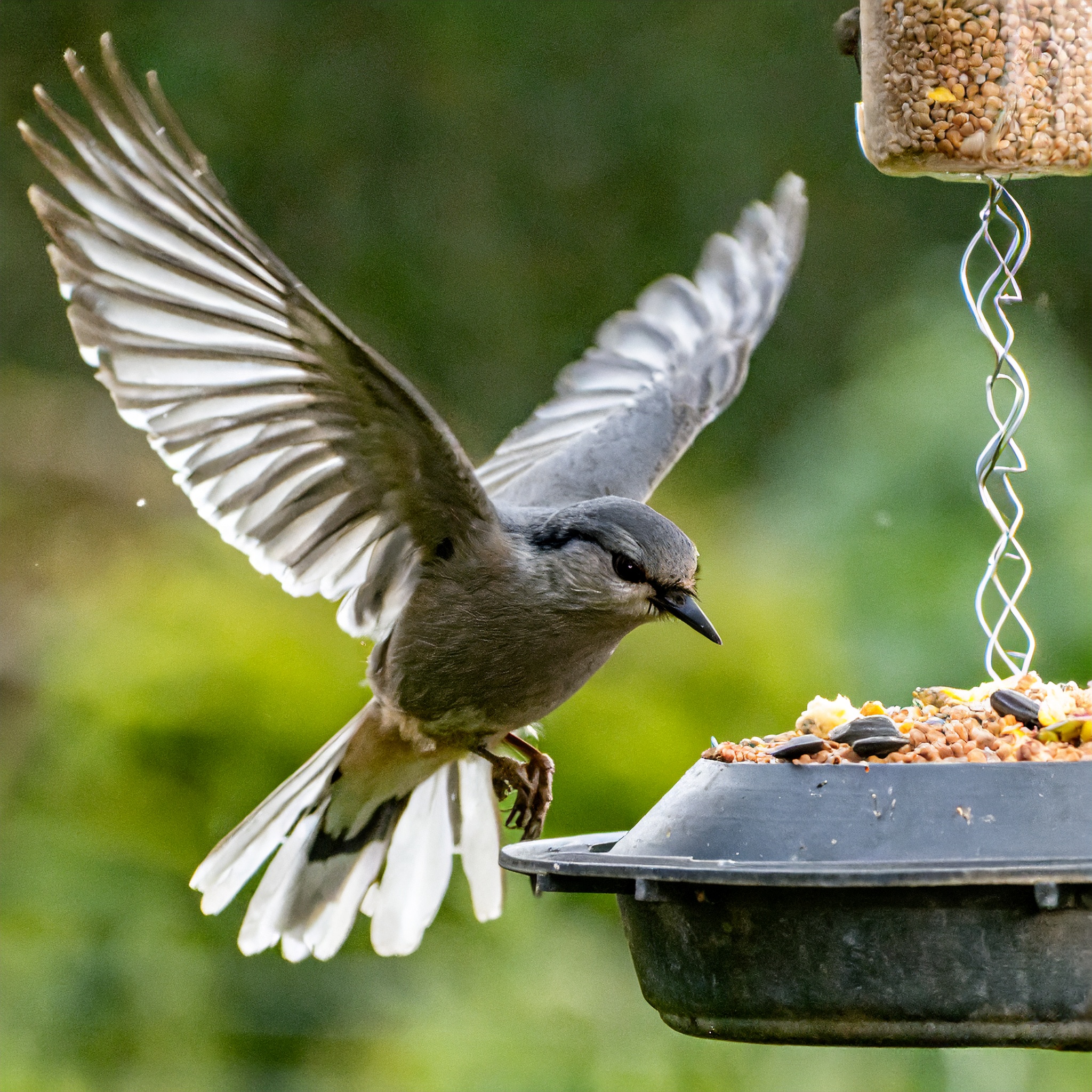Bird infront of feeder